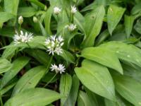 Blühender Bärlauch im Blätterdickicht